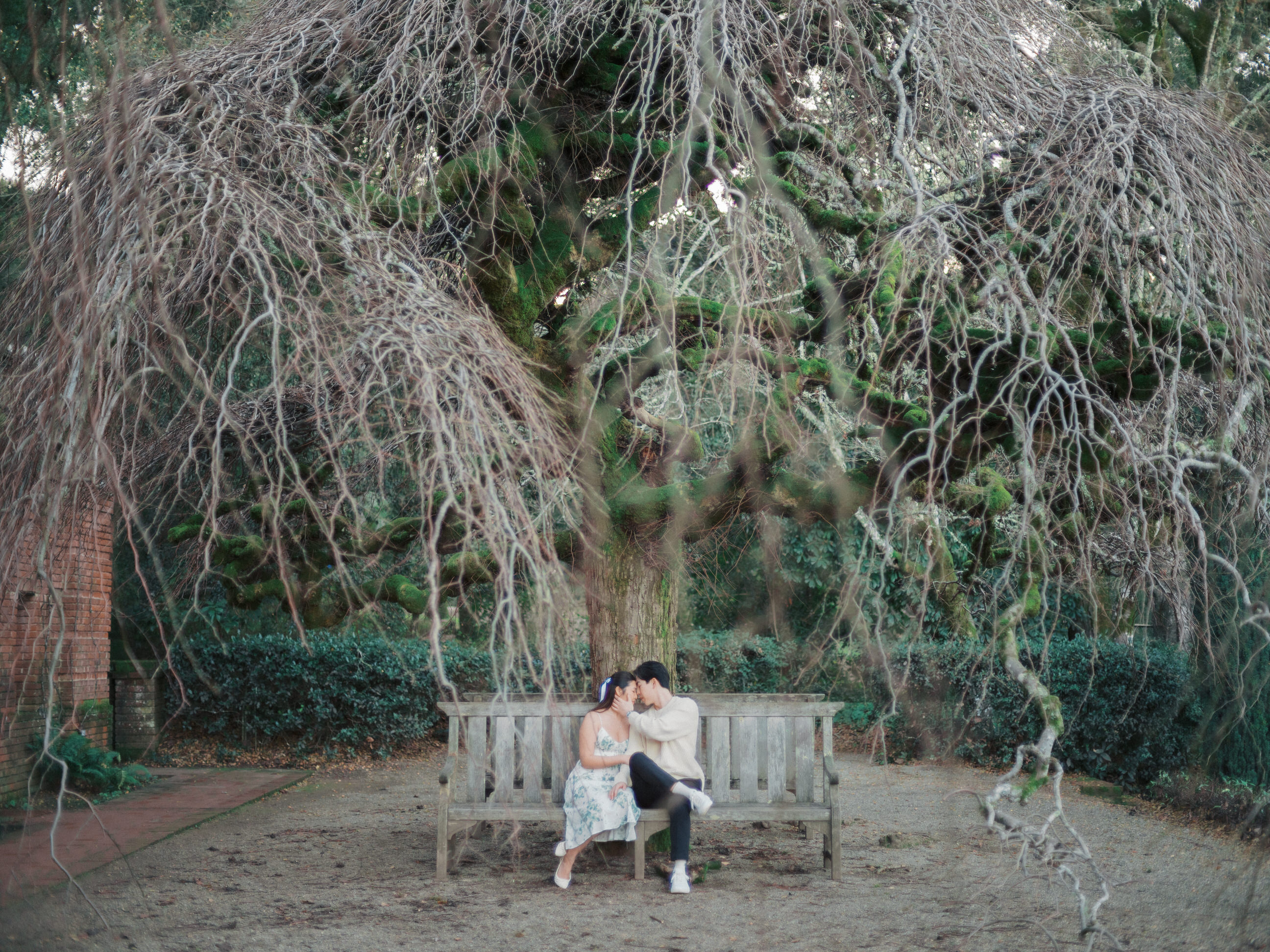 A couple doing their engagement photos not far from san francisco at Filoli Gardens underneath a tree